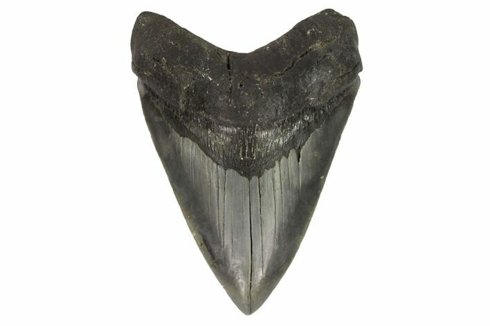 Fossil Megalodon Tooth - South Carolina #121419